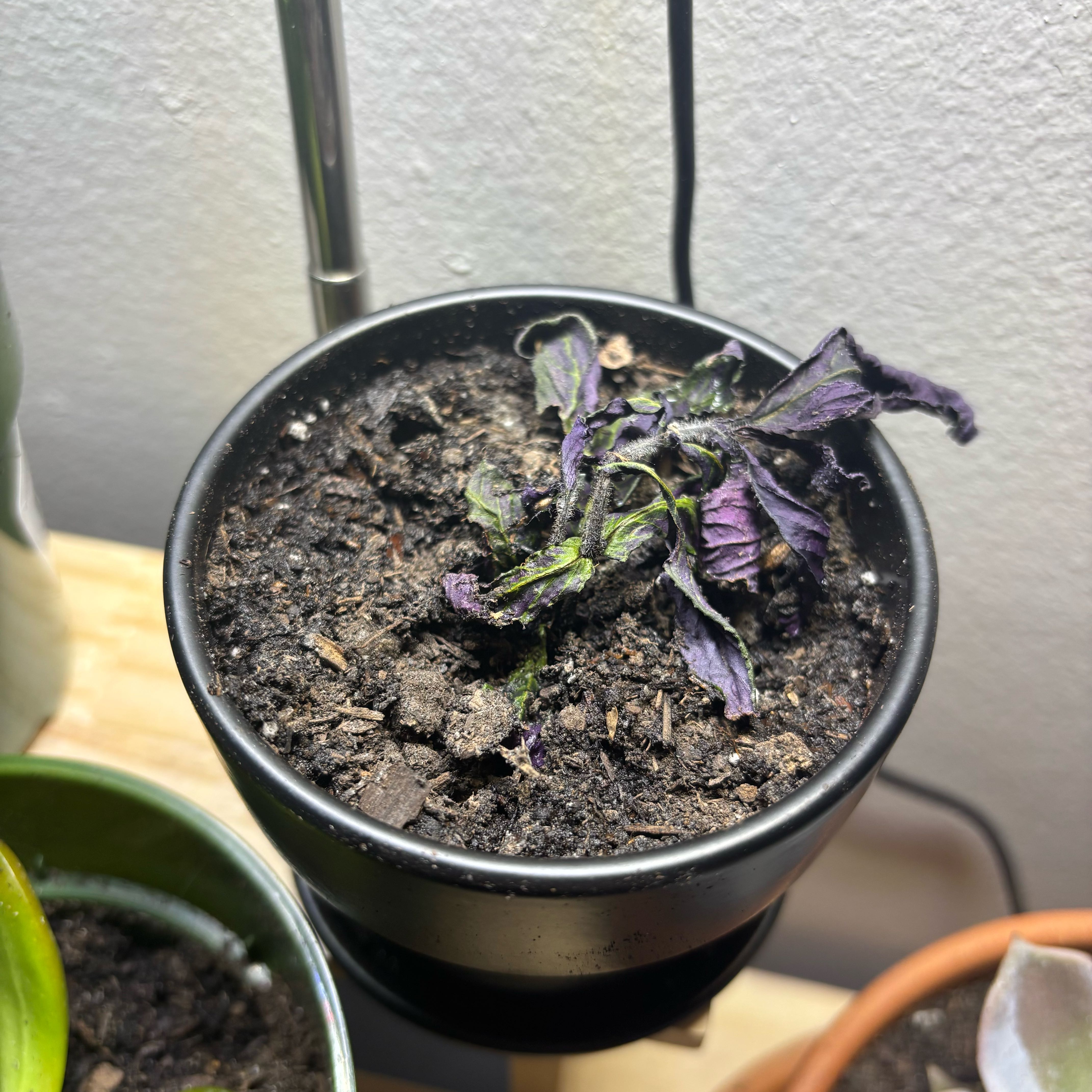 Photo of the plant species persian shield by @HipPhalsa64 named Peter Parker on Greg, the plant care app