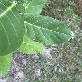 Photo of the plant species Crown Flower by @RadAnthurium42 named Dolores on Greg, the plant care app