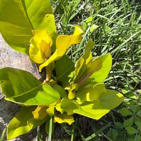 Photo of the plant species Puka by @RadAnthurium42 named Tree Diddy on Greg, the plant care app