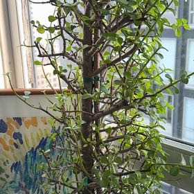 Photo of the plant species Jade Tree by @MajorPignut19 named Jade on Greg, the plant care app