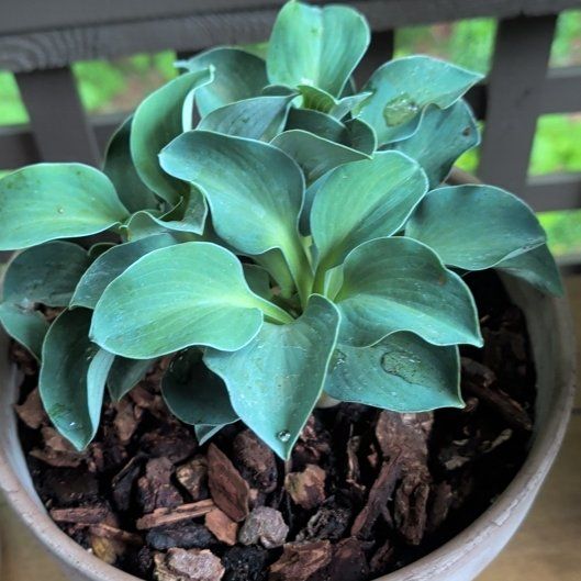 Photo of the plant species Hosta 'Blue Mouse Ears' by @Rinke named Robert on Greg, the plant care app