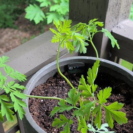 Photo of the plant species Oregon Bleeding Heart by @Rinke named Artie on Greg, the plant care app