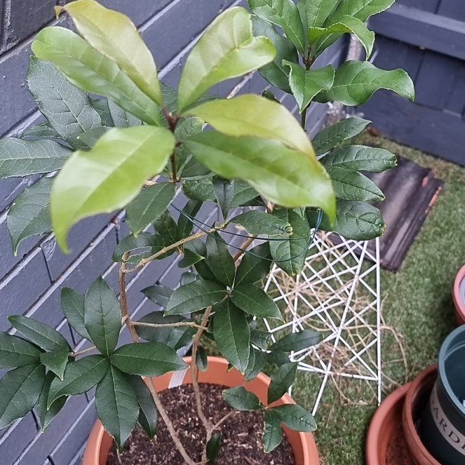 Photo of the plant species Sweet Olive by @RootedDevilsfig named Ozie on Greg, the plant care app