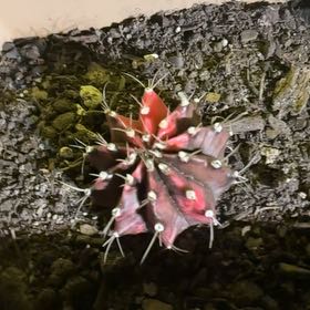 Photo of the plant species Bushman's Hat by @ConvivialDodder named Forrest on Greg, the plant care app
