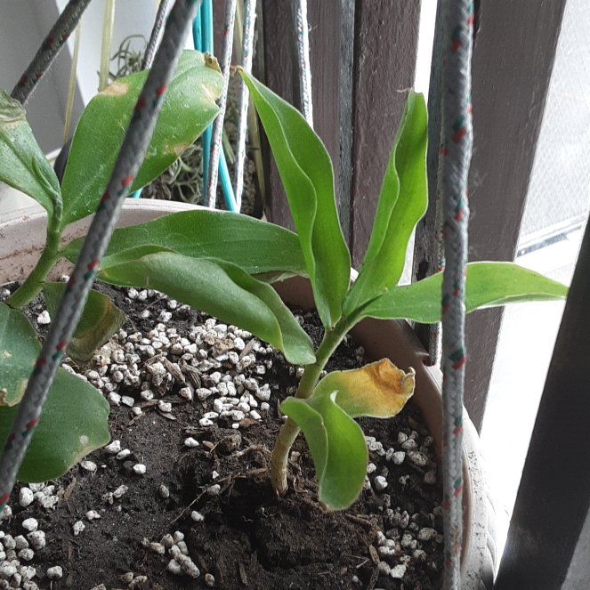 Photo of the plant species Fiery costus by @JuicyDionysos68 named Insulin plant on Greg, the plant care app