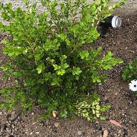 Photo of the plant species japanese blueberry by @NeatAngelwings named Mollie on Greg, the plant care app