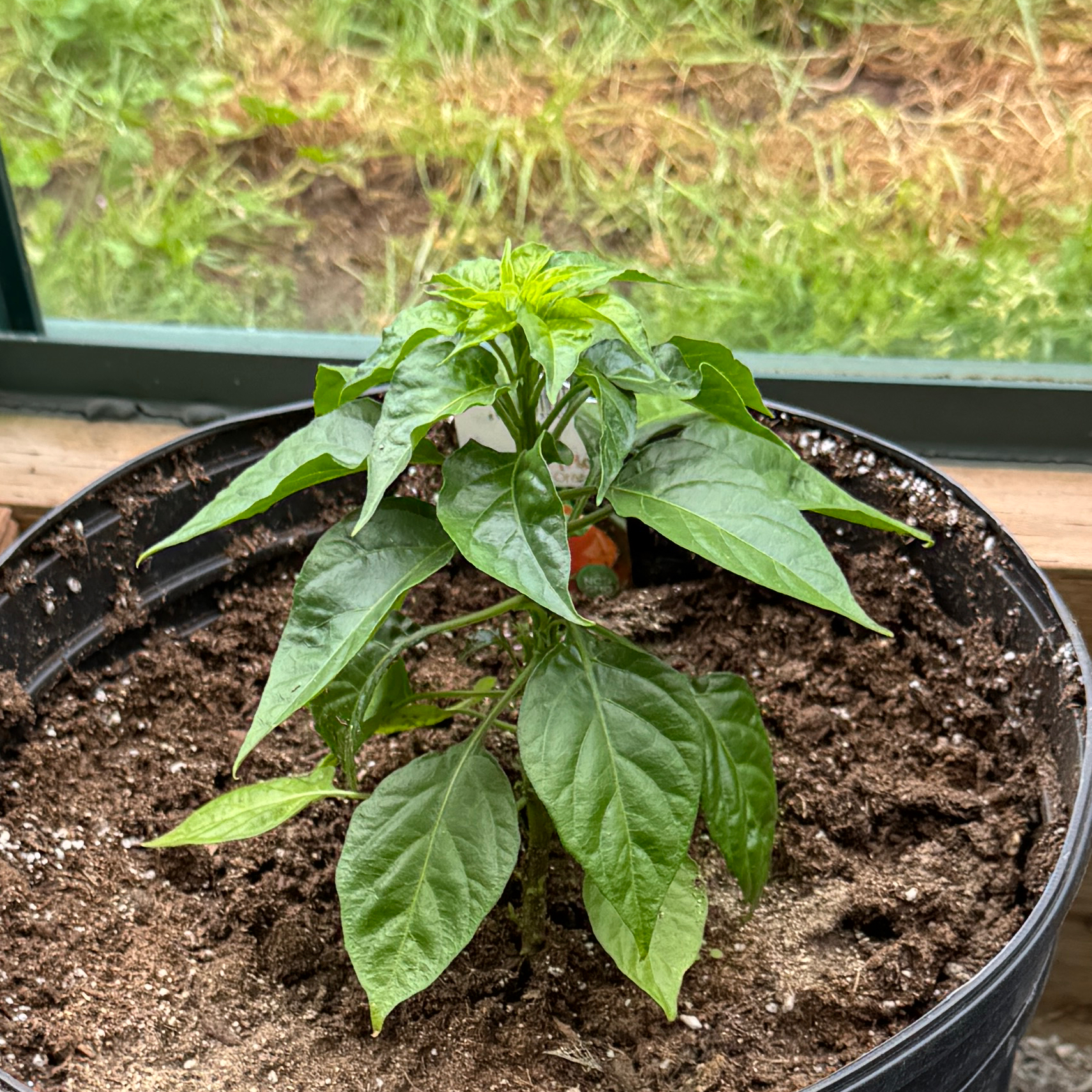 Photo of the plant species Orange Habanero by @Ejshaven named Dolores on Greg, the plant care app