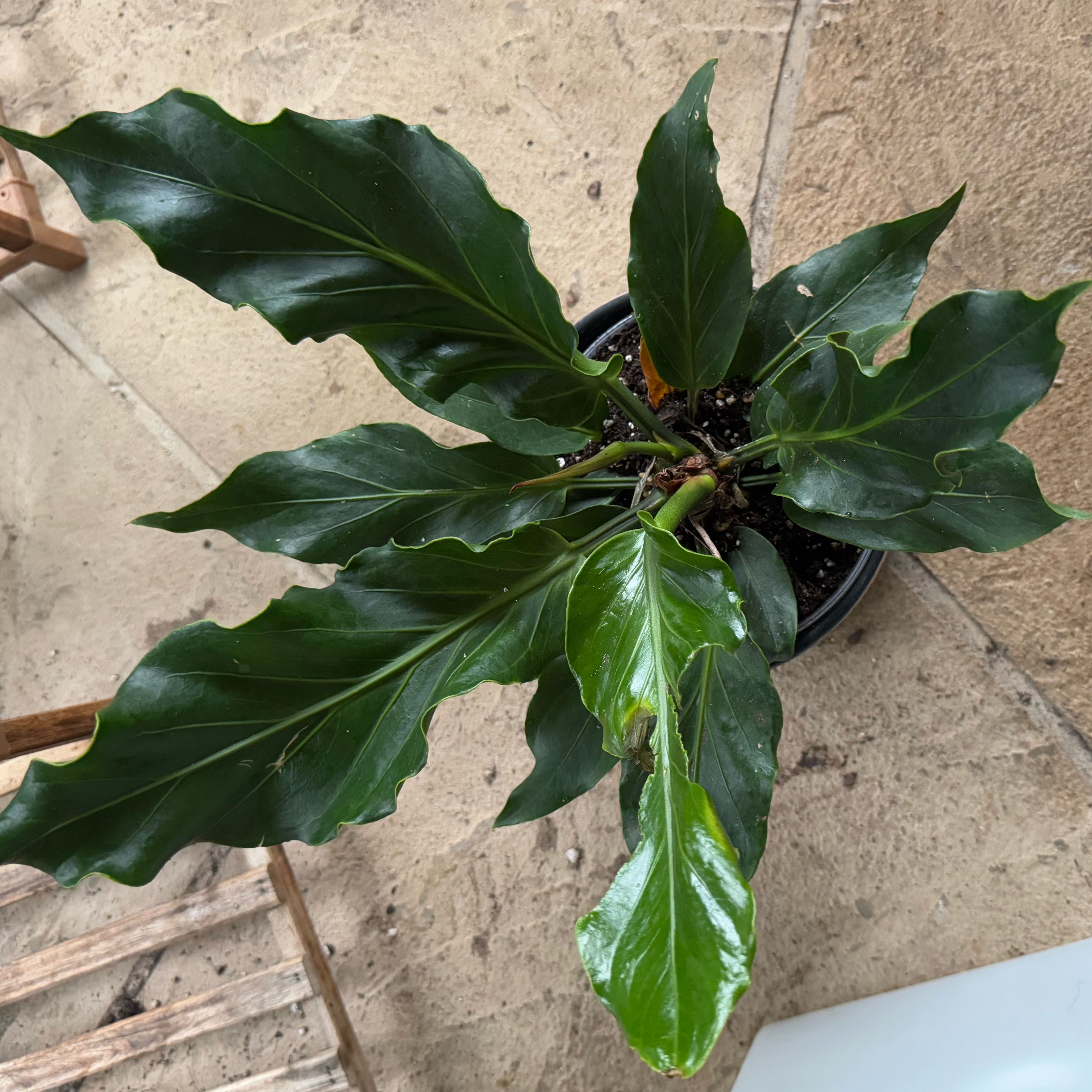 Photo of the plant species Anthurium Fruffles by @LushKiekie10 named Anthurium ‘Plowmanii on Greg, the plant care app
