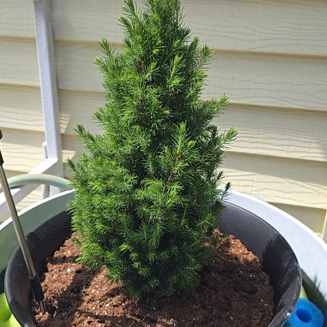 Photo of the plant species Dwarf Alberta Spruce by @EarthyLantana13 named Chris on Greg, the plant care app