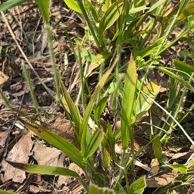 Photo of the plant species Witch-Grass by @SnappyCorncob60 named Stella on Greg, the plant care app