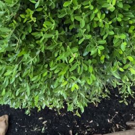 Photo of the plant species Dwarf Yaupon Holly by @SupermanMexico named Stella on Greg, the plant care app