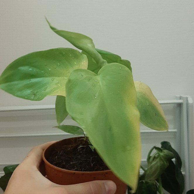 Photo of the plant species Philodendron Gold Violin by @FlexibleCatnip named Lola on Greg, the plant care app