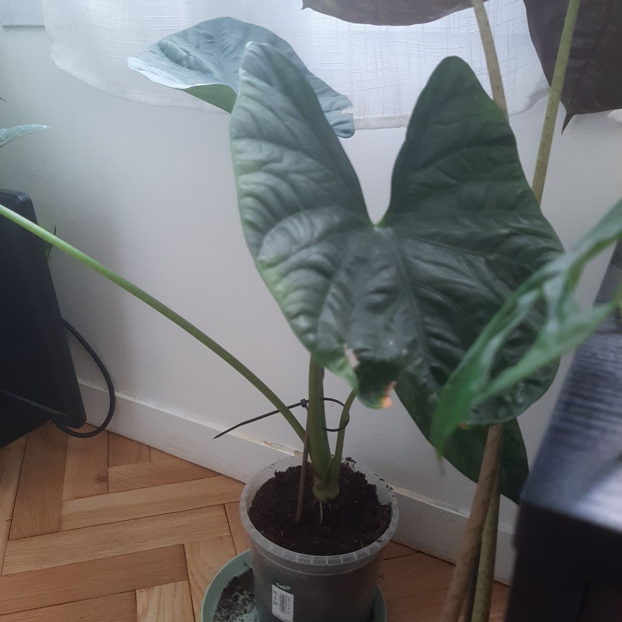 Photo of the plant species Alocasia Lukiwan by @FlexibleCatnip named Xena on Greg, the plant care app