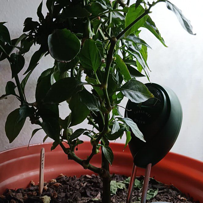 Photo of the plant species Jimmy Nardello's Pepper by @SerpentinaSolis named Raffaelle on Greg, the plant care app
