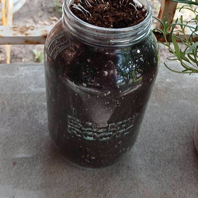 Photo of the plant species Alpine Strawberry 'Alexandra' by @SerpentinaSolis named Rubi on Greg, the plant care app