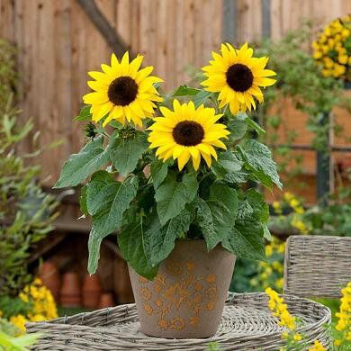 Photo of the plant species Sunspot Dwarf Sunflower by @SerpentinaSolis named Mirasol x 3 on Greg, the plant care app