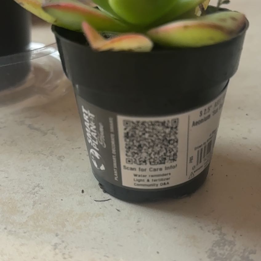 Photo of the plant species Sun Dancer by @LordBluebill23 named Sun Dancer on Greg, the plant care app