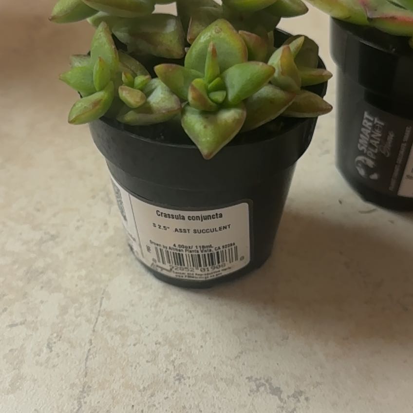 Photo of the plant species Asst Succulent by @LordBluebill23 named Sahara on Greg, the plant care app