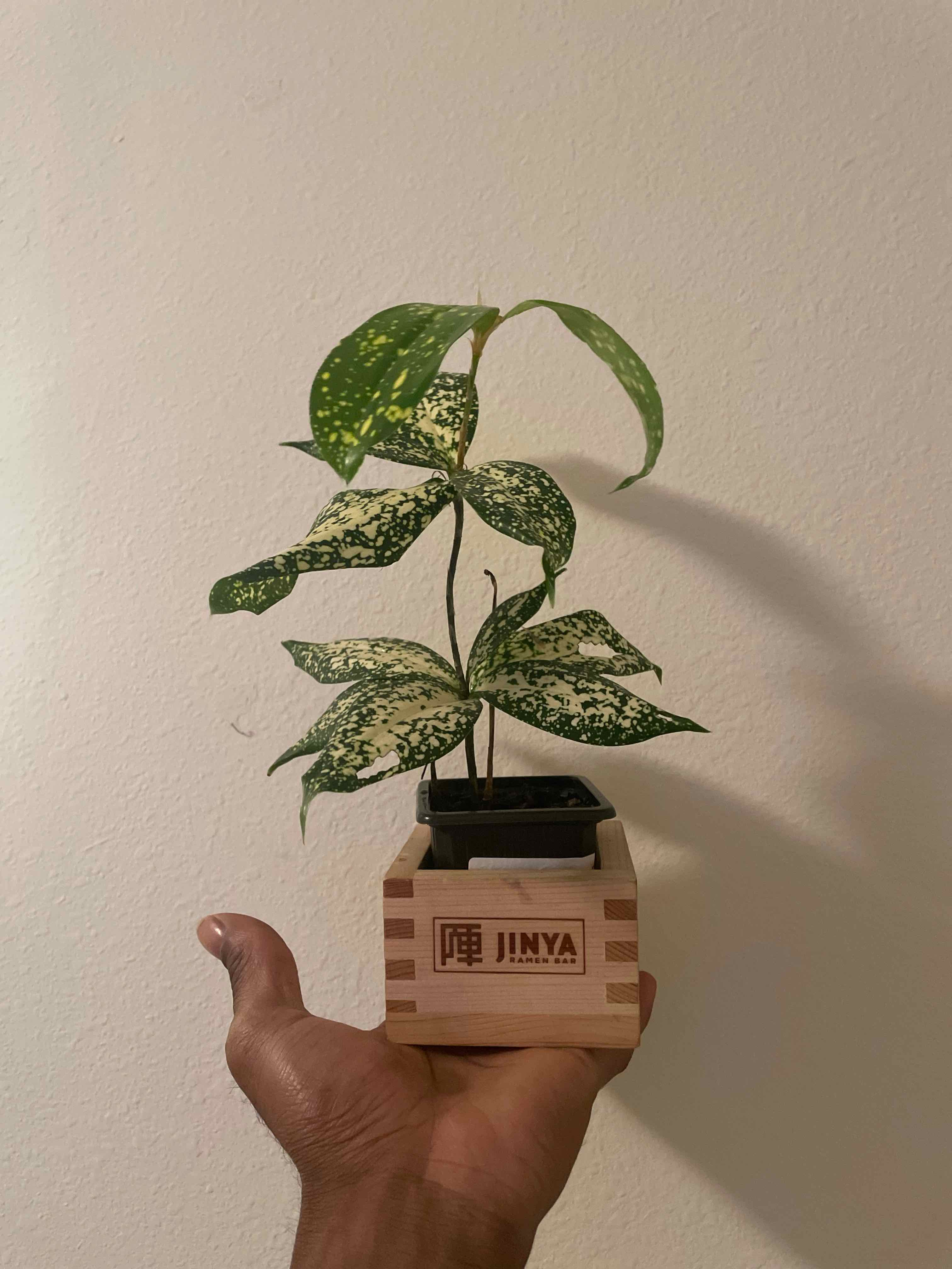Dracaena 'Florida Beauty' plant held in a small pot with variegated leaves.