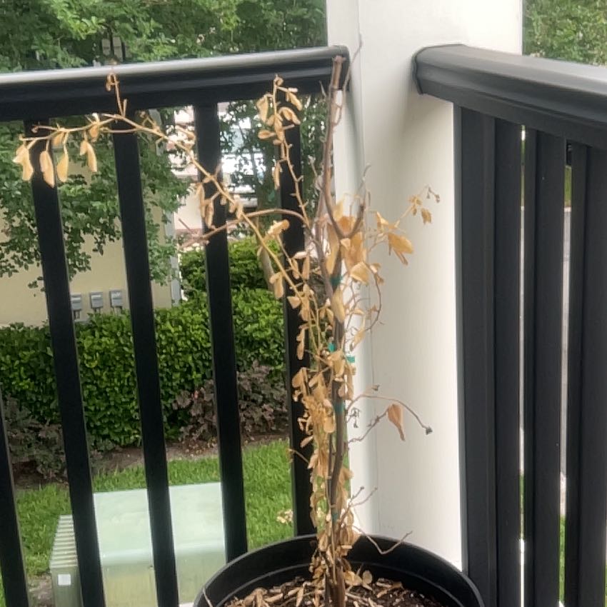 Photo of the plant species Satsuma by @CaredforCatnip0 named Figyonce on Greg, the plant care app