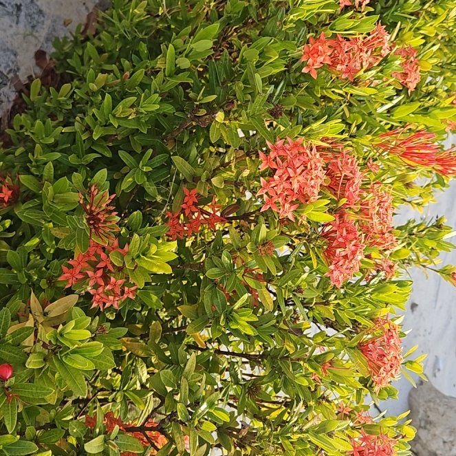 Photo of the plant species Flame of the Woods by @ComradeLemon20 named Hemingway on Greg, the plant care app