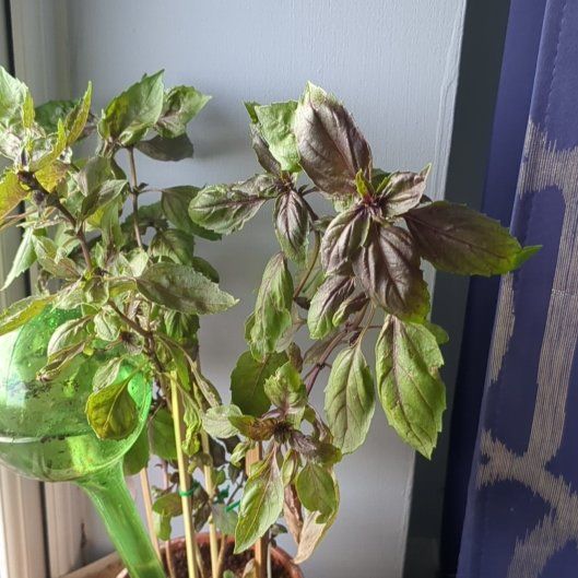 Photo of the plant species Red basil by @ClearGalingale named Gomez on Greg, the plant care app