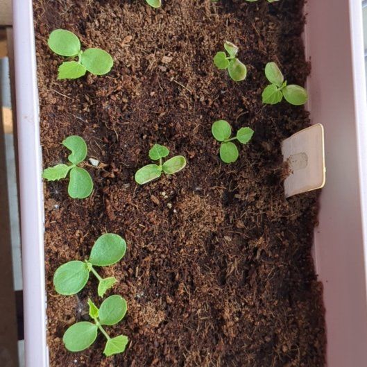 Photo of the plant species Cucamelon by @ClearGalingale named Scarlett on Greg, the plant care app