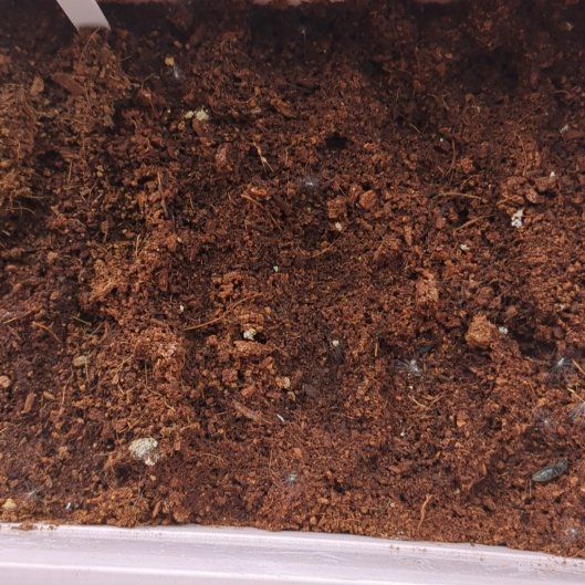 Photo of the plant species Paris Market Carrot by @ClearGalingale named Xena on Greg, the plant care app