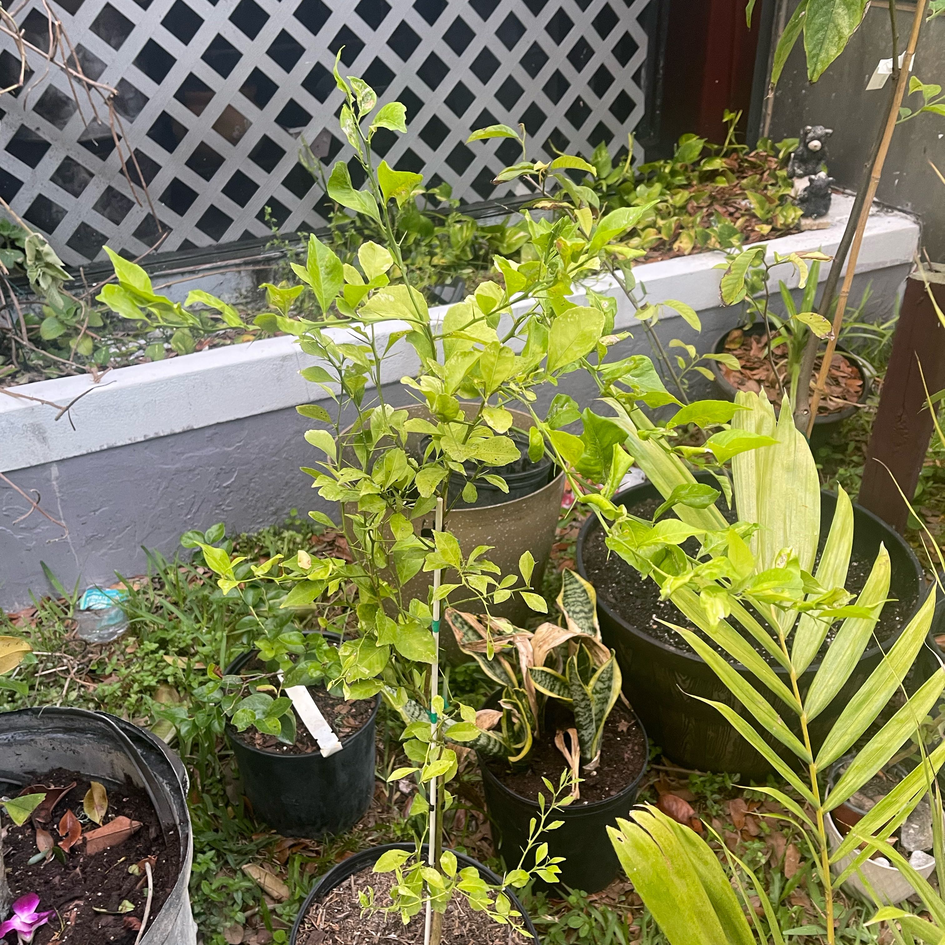 Photo of the plant species Red Finger Lime by @GourmetFittonia named Sproutacus on Greg, the plant care app