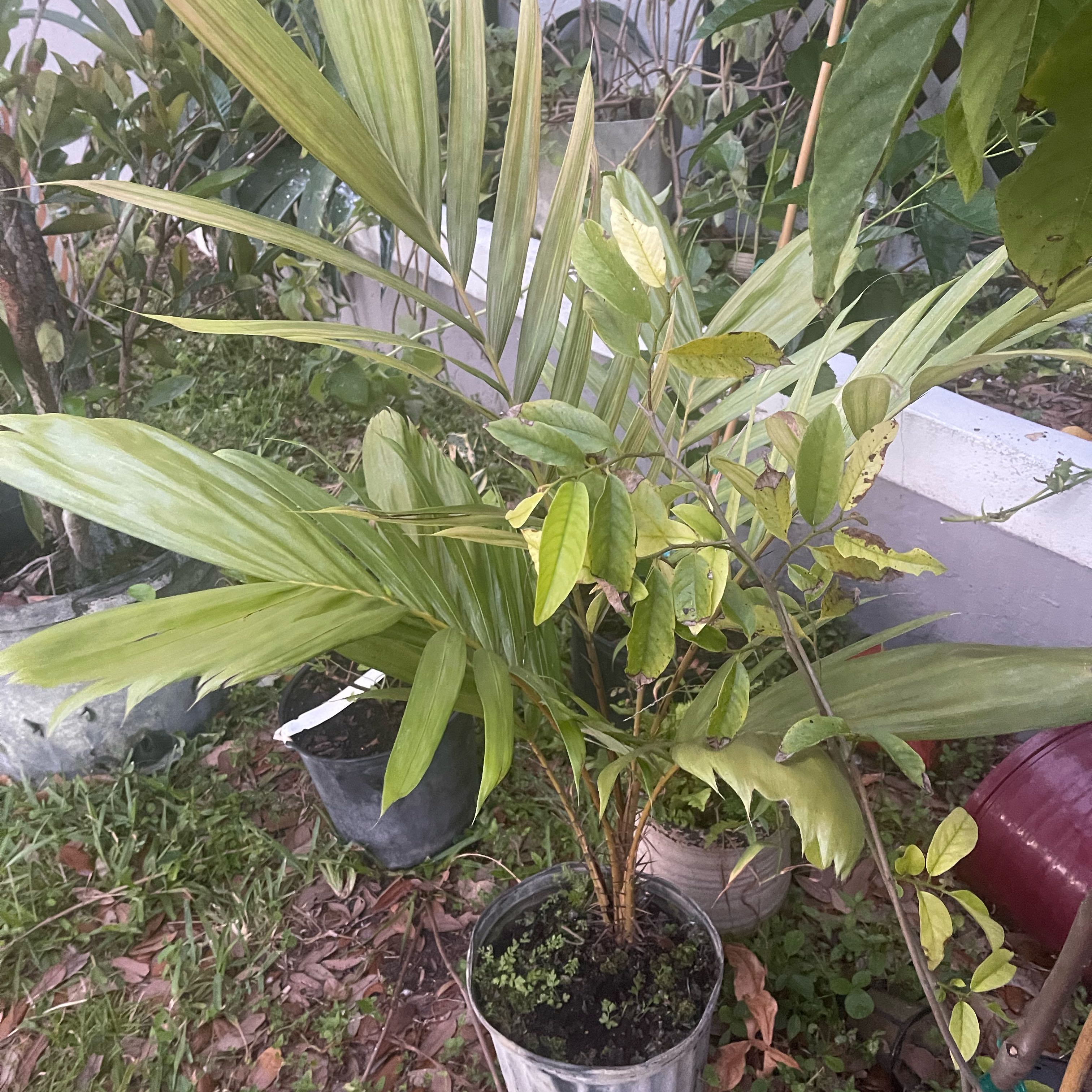 Photo of the plant species Snake Fruit by @GourmetFittonia named Salak (Round) on Greg, the plant care app