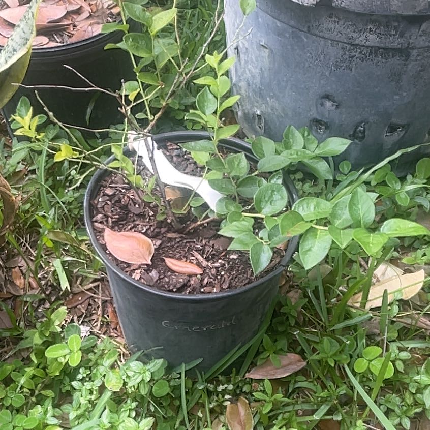 Photo of the plant species Emerald Blueberry Bush by @GourmetFittonia named Rihanna on Greg, the plant care app