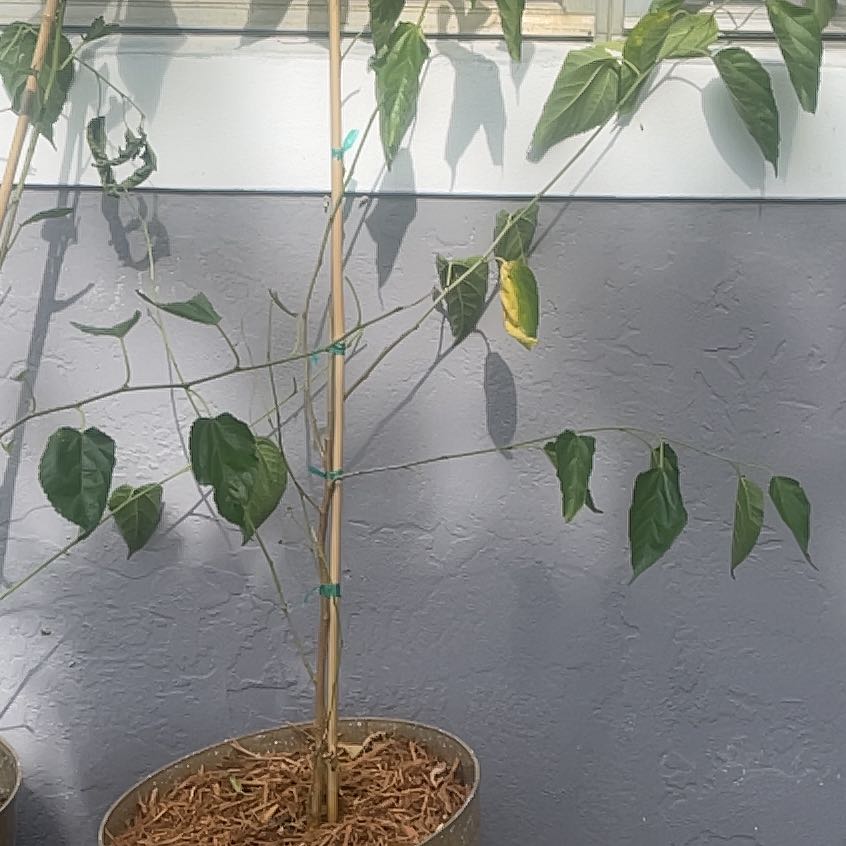 Photo of the plant species Red Mulberry by @GourmetFittonia named Sanders on Greg, the plant care app