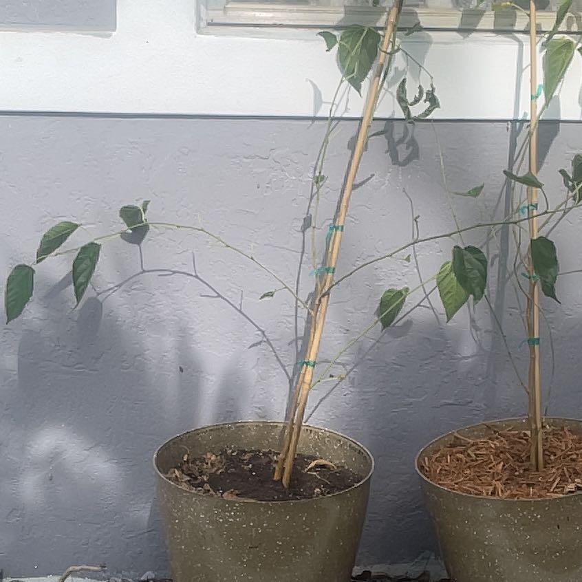 Photo of the plant species Red Mulberry by @GourmetFittonia named Ulysses S Plant on Greg, the plant care app