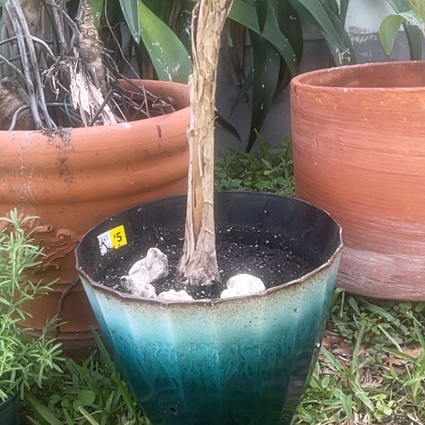 Photo of the plant species Musa 'Double (Mahoi)' by @GourmetFittonia named Surya on Greg, the plant care app