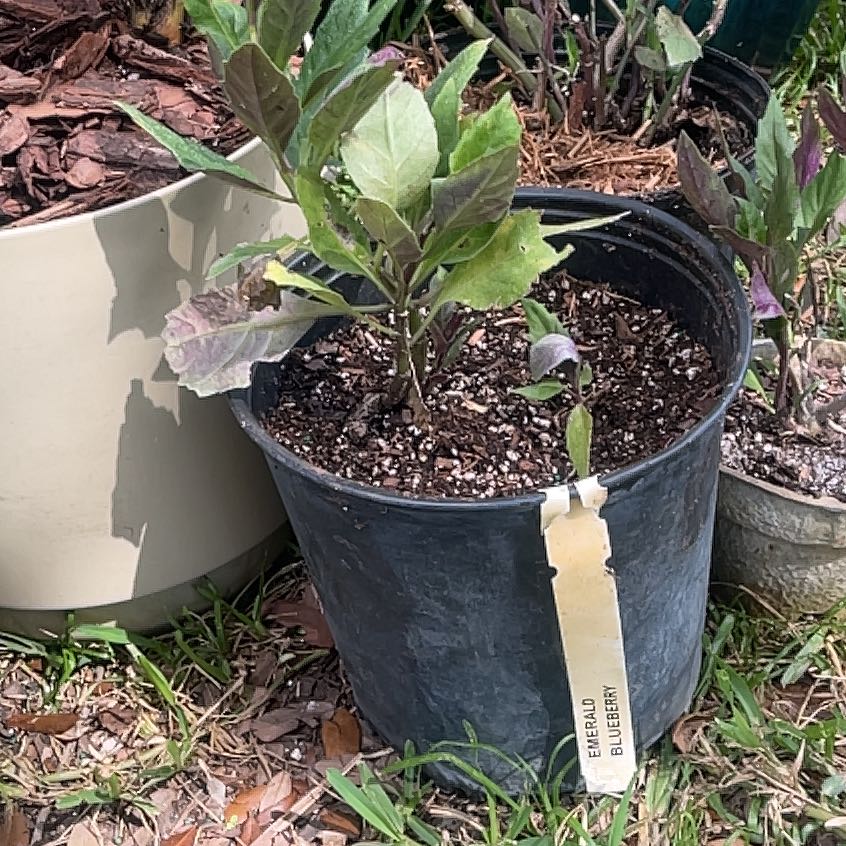 Photo of the plant species Okinawa Spinach by @GourmetFittonia named Shakira on Greg, the plant care app