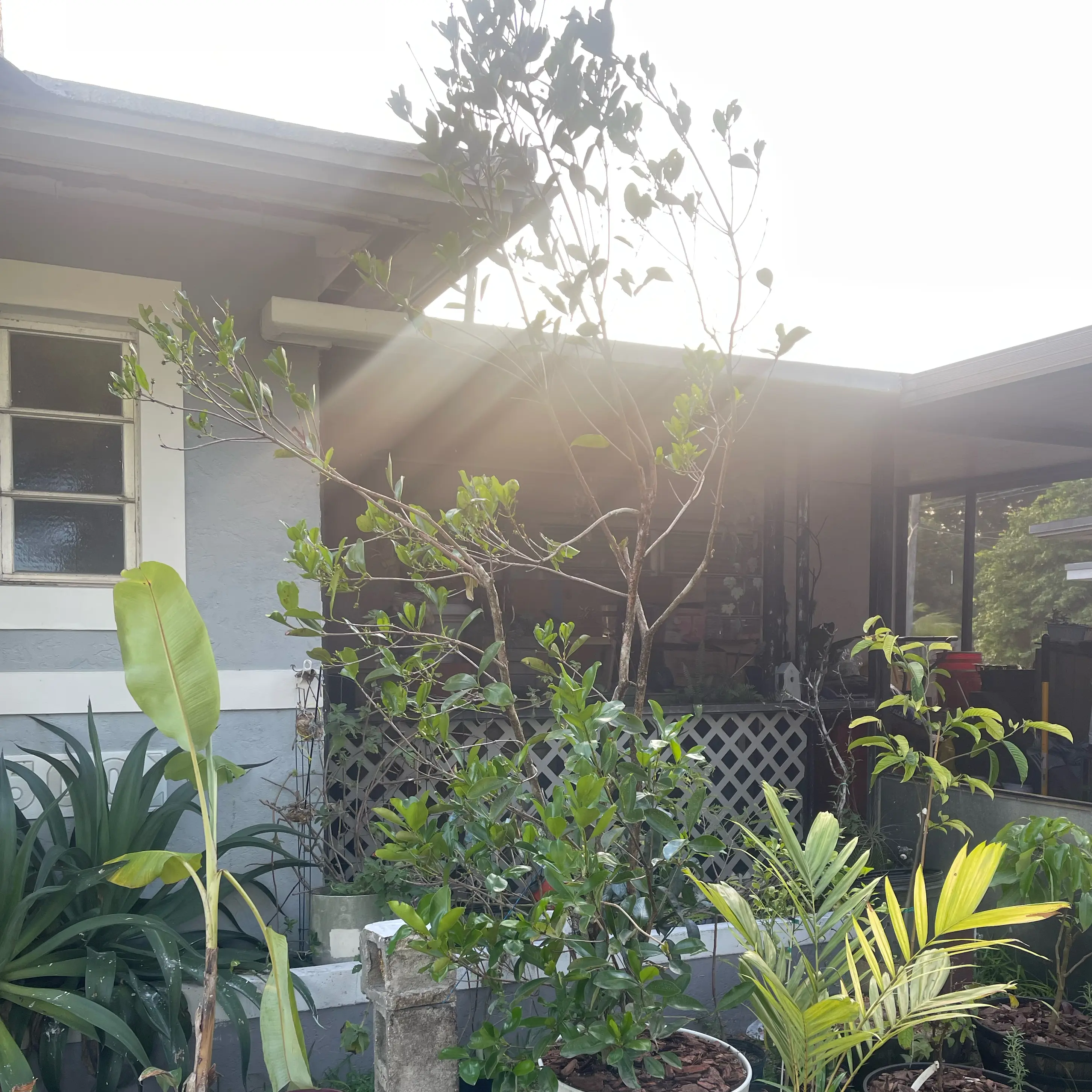 Photo of the plant species grumichama by @GourmetFittonia named Dax on Greg, the plant care app
