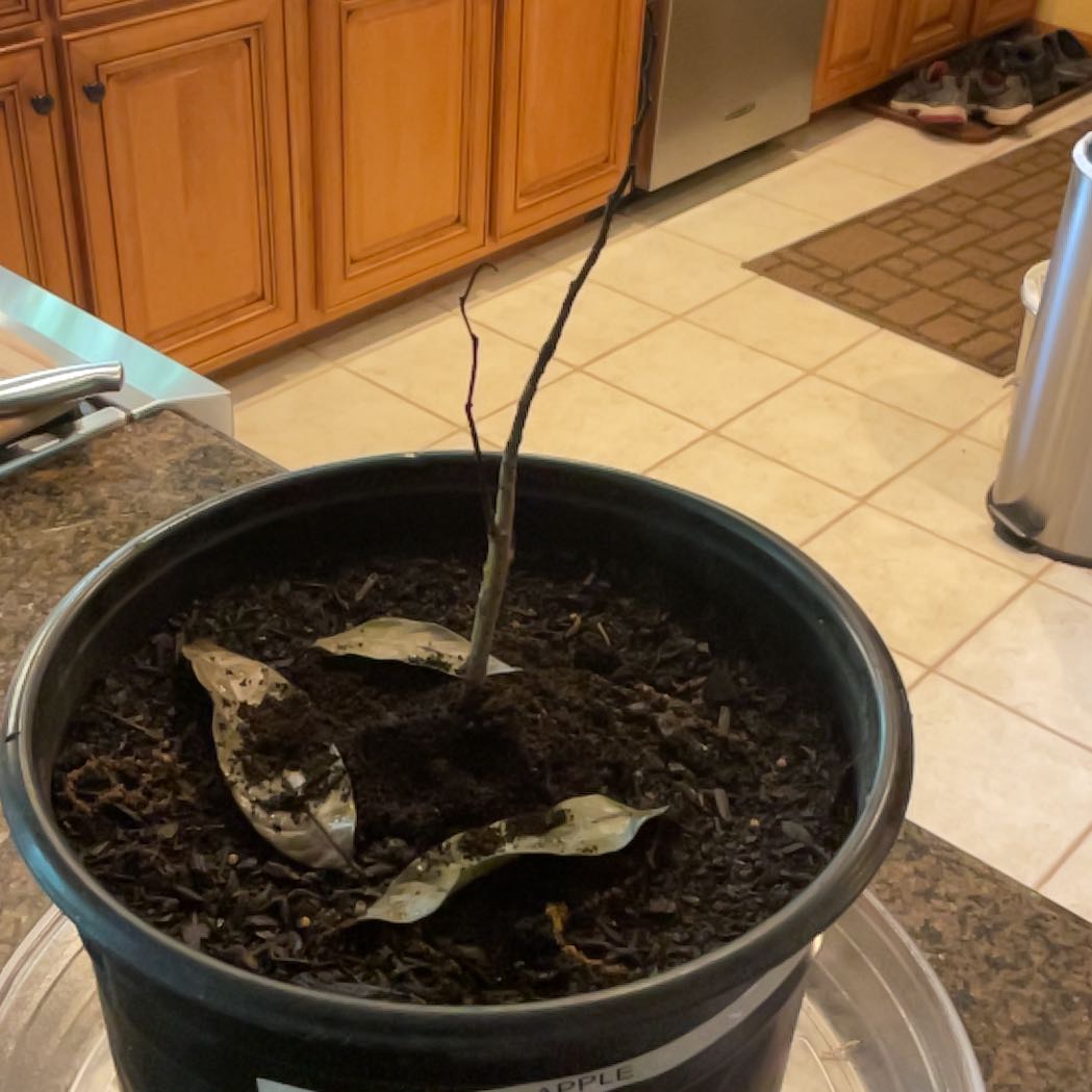 Photo of the plant species Custard Apple by @TopOxlip55 named Captain Plant-it on Greg, the plant care app