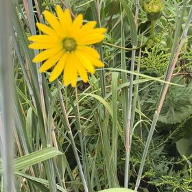 Photo of the plant species Smooth Oxeye by @FitUngnadia60 named Harry on Greg, the plant care app