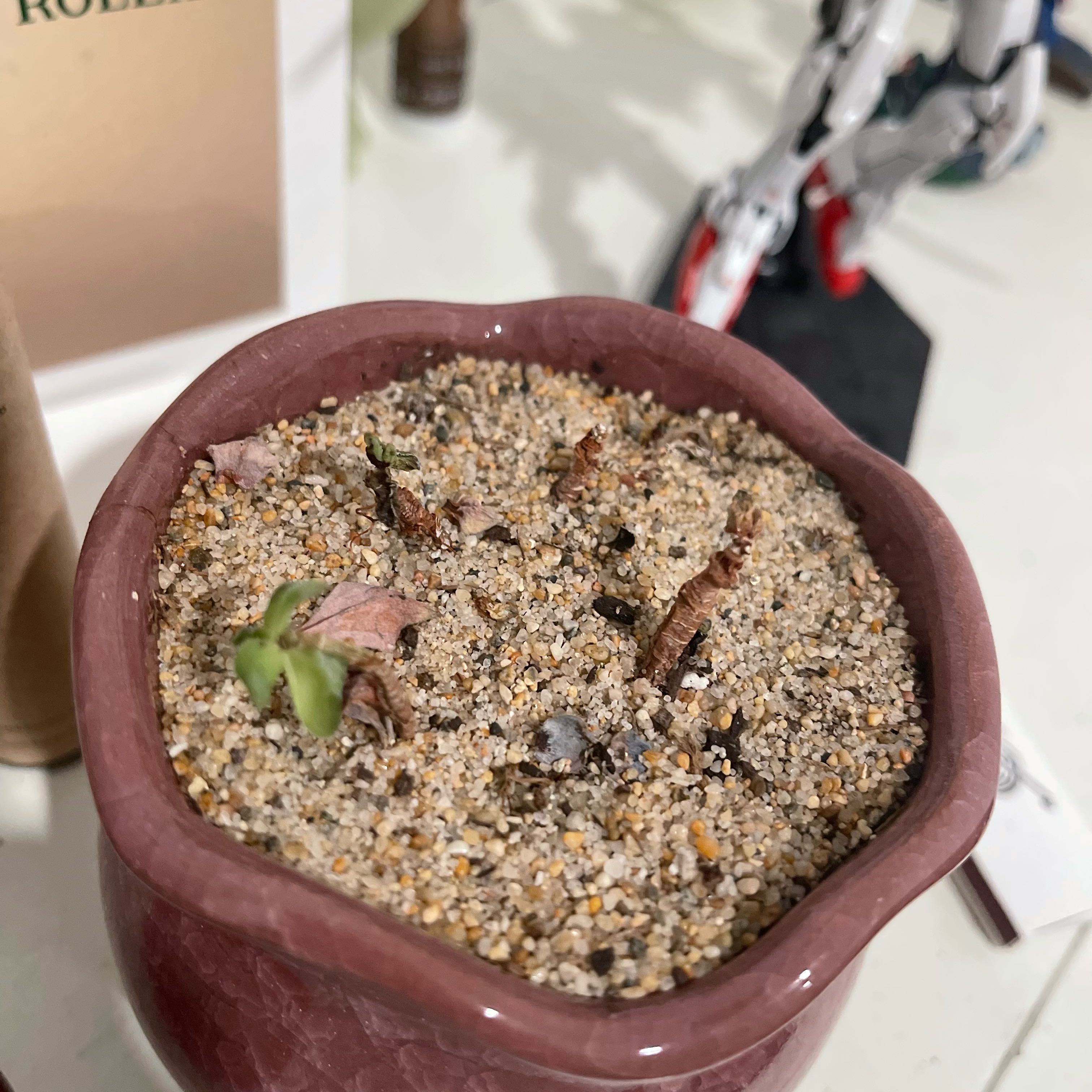 Photo of the plant species Succulent by @PrizedFlamelily named Zion on Greg, the plant care app