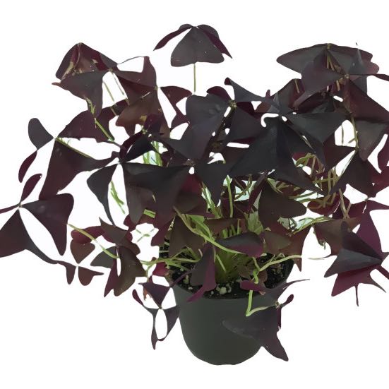 Photo of the plant species Oxalis 'Plum Crazy' by @Merebear19 named Girlfrond on Greg, the plant care app