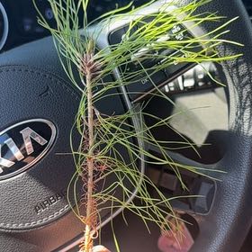 Photo of the plant species Bulbous Bluegrass by @RadBasil12 named Kylie on Greg, the plant care app