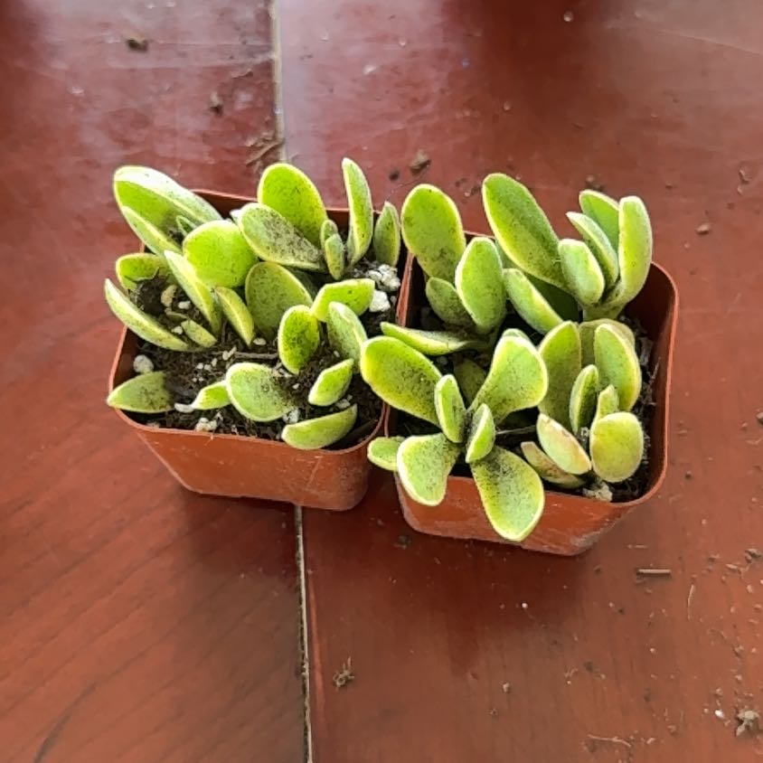 Photo of the plant species Creeping Coprosma by @RestfulLentil named Girlfrond on Greg, the plant care app