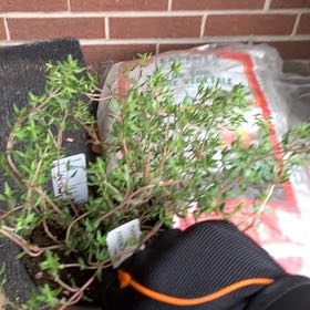 Photo of the plant species French Thyme by @PureStaraloe94 named Timothée on Greg, the plant care app