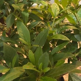 Photo of the plant species George Taber Azalea by @SharpCalendula named Tree Diddy on Greg, the plant care app