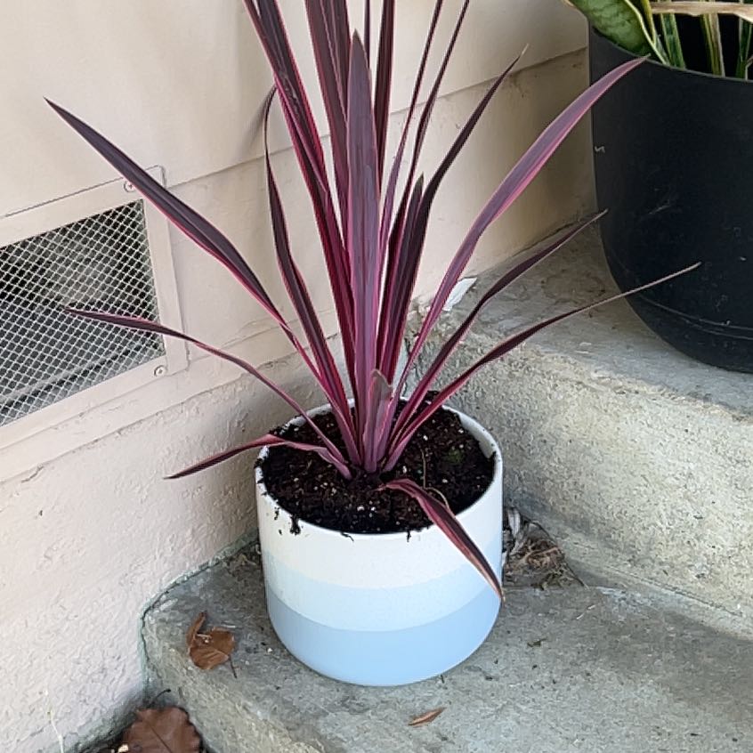 Photo of the plant species Pink Dream by @WinBulrush84 named Sherlock on Greg, the plant care app