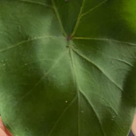Photo of the plant species Atlantic Ivy by @FunnyKaramu78 named Pax on Greg, the plant care app