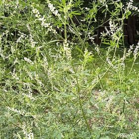 Photo of the plant species Bokhara Clover by @SportyRedhill76 named Orwell on Greg, the plant care app