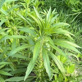 Photo of the plant species Canadian Goldenrod by @DandyPhlox91 named Tree Diddy on Greg, the plant care app