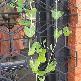 Photo of the plant species Peas by @DandyPhlox91 named Leaf Erickson on Greg, the plant care app