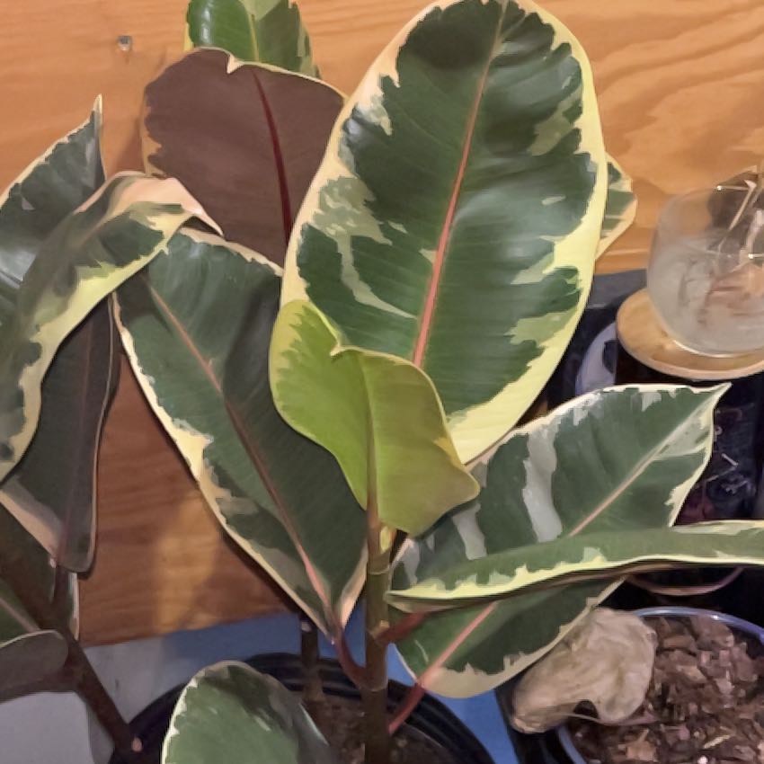 Photo of the plant species Rubber Plant by @SassyBearsear24 named Sol on Greg, the plant care app